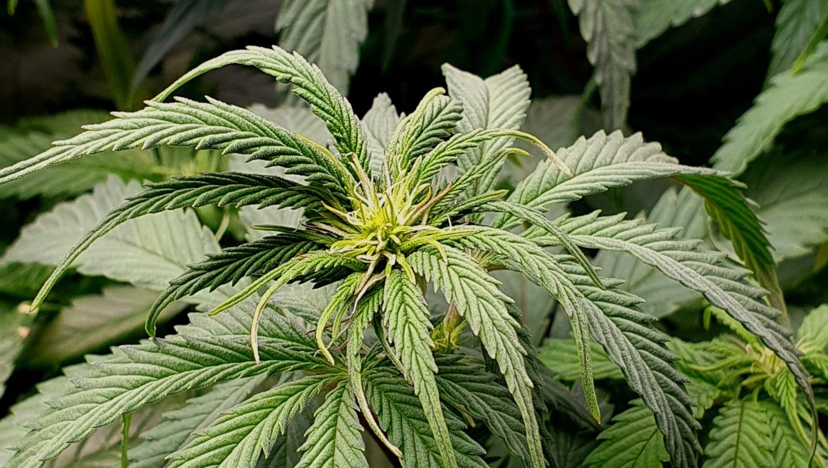 Gorilla Cookies FF cannabis strain: transition (pre-flower) | the first pistils showing on top