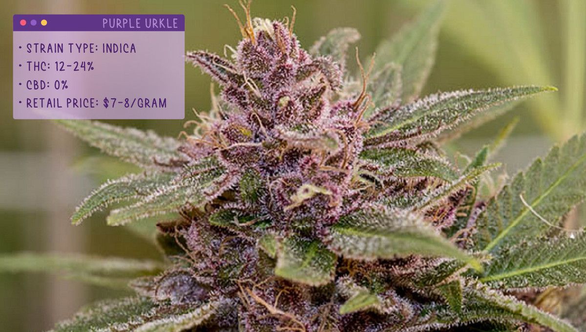 Best Weed Strains for Anxiety: Purple Urkle Best Weed Strains for Anxiety: Purple Urkle