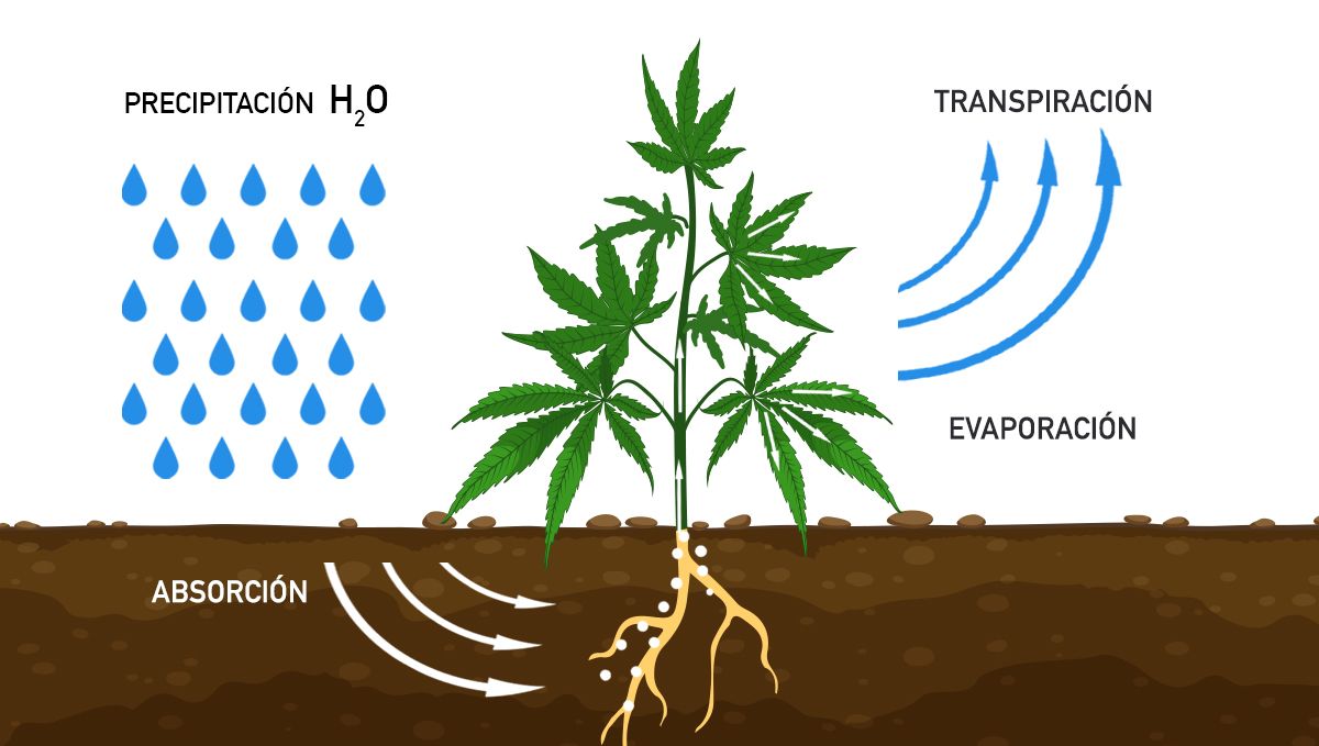 Cómo aumentar los rendimientos del cannabis con CO2: Transpiración Cómo aumentar los rendimientos del cannabis con CO2: Transpiración