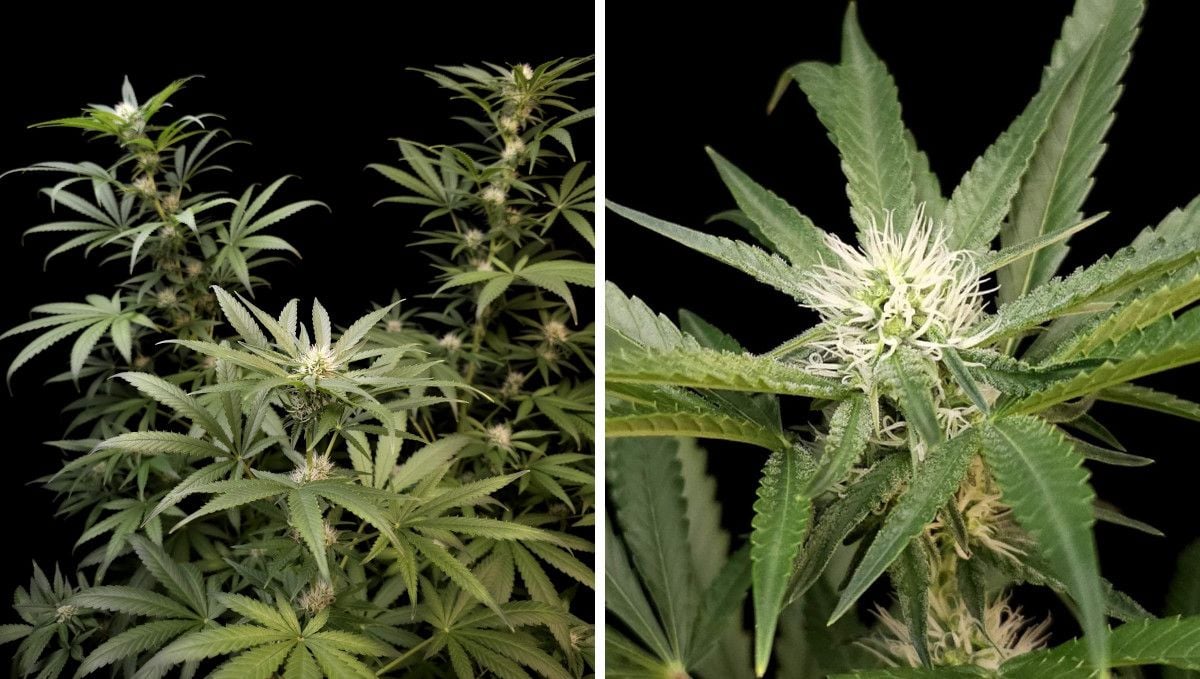 Wedding Cheesecake FF cannabis strain: early flower | weeks 8-9 | a plant with long, stretchy branches and a closeup of its top bud with frosted trim leaves