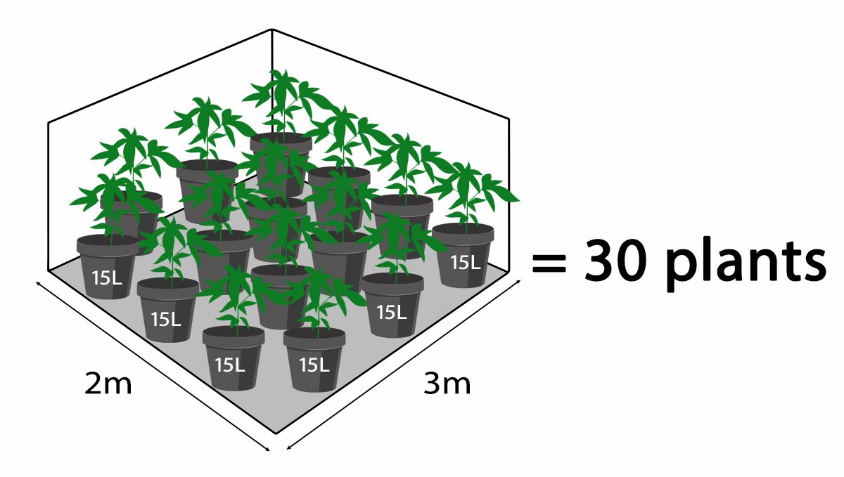 How many autoflowers in a square meter: Number of plants based on pot size How many autoflowers in a square meter: Number of plants based on pot size