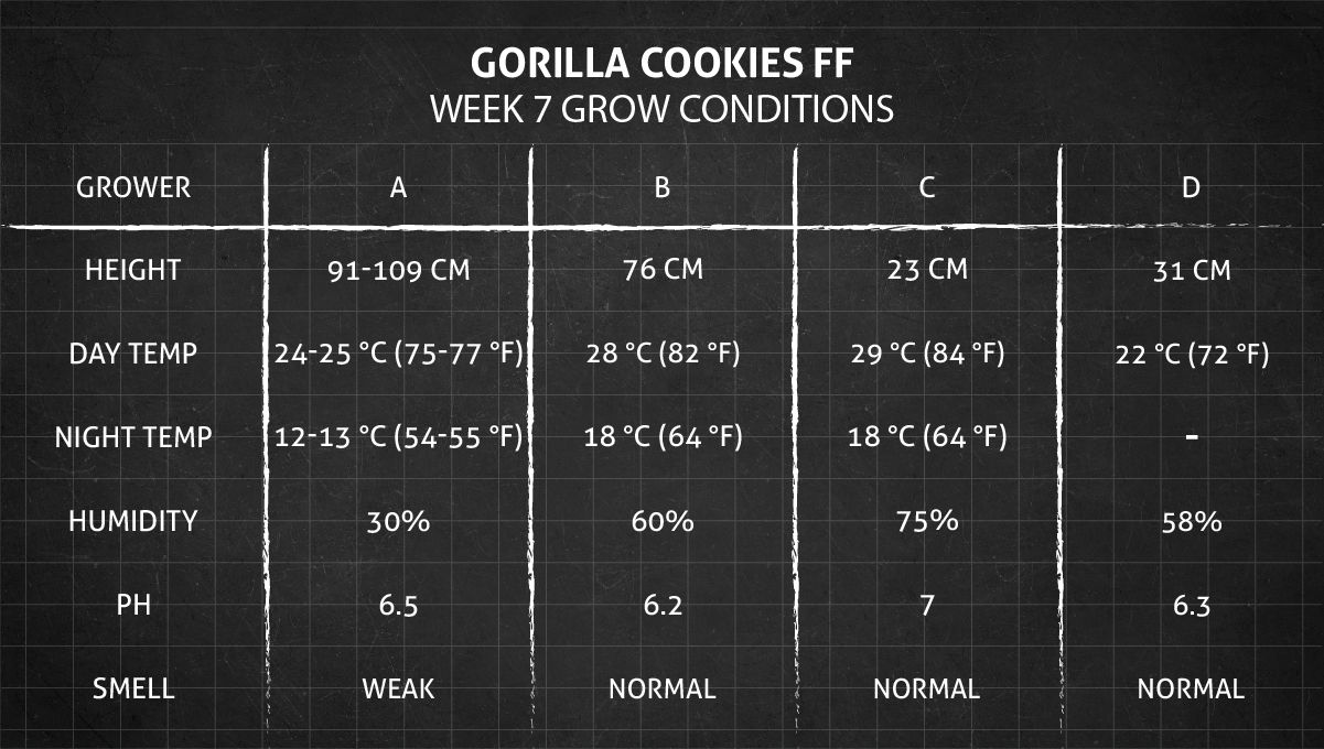 Gorilla Cookies FF cannabis strain: week 7 grow conditions