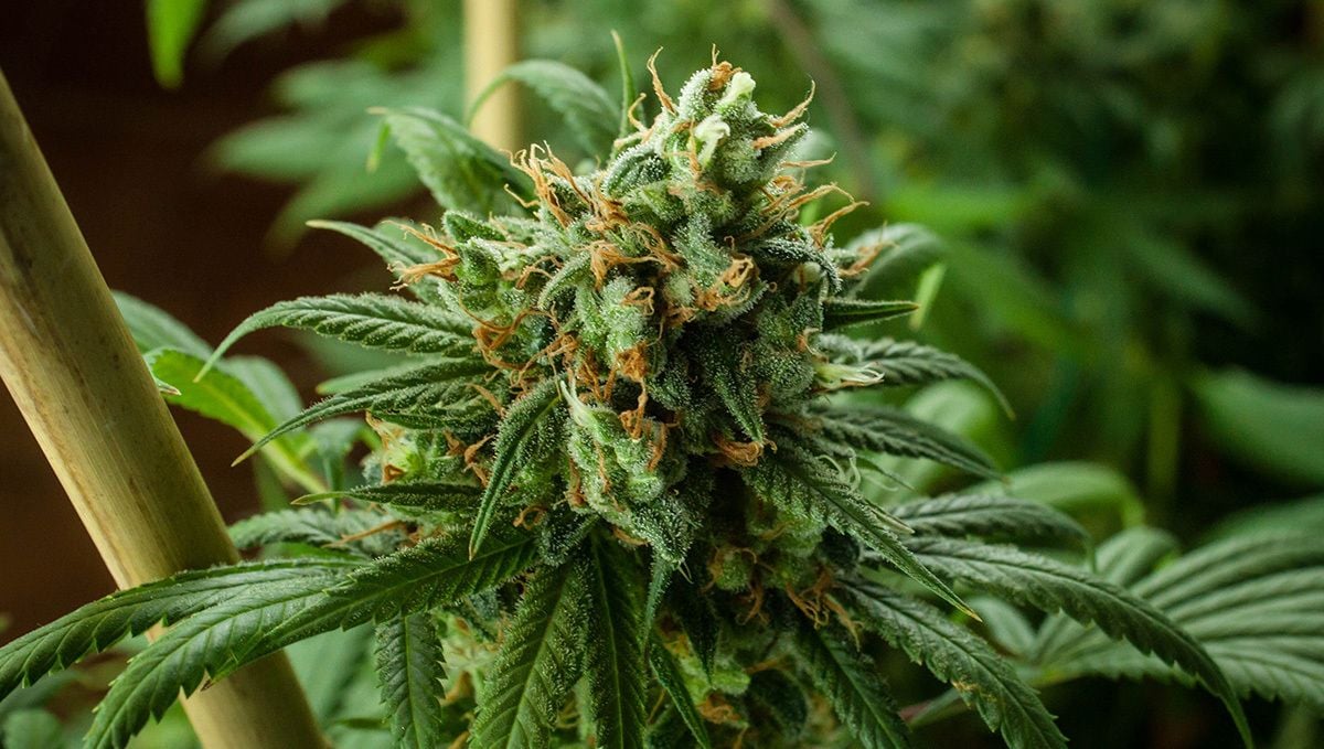 Beste Fütterungspläne: Warum Autoflowers wählen? Beste Fütterungspläne: Warum Autoflowers wählen?