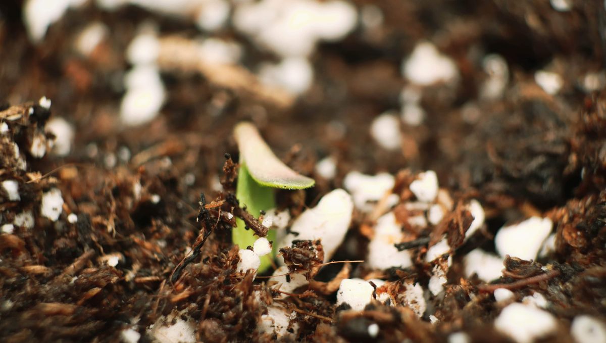 El ciclo de vida de una planta de cannabis autofloreciente: germinación El ciclo de vida de una planta de cannabis autofloreciente: germinación