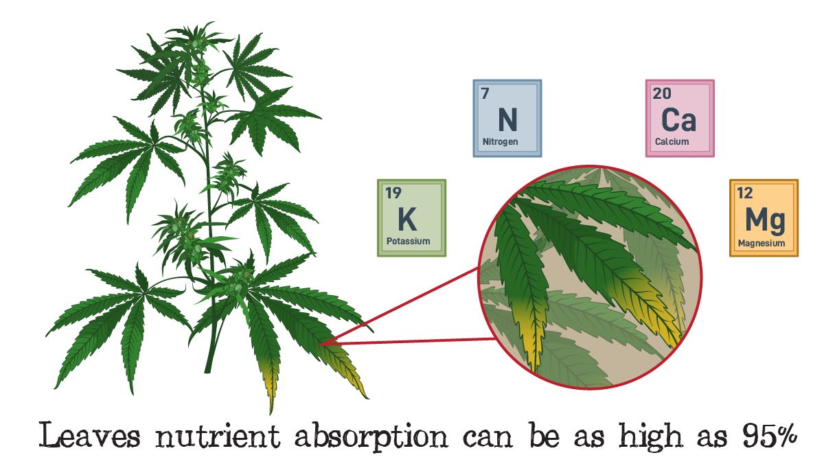 Foliar feeding guide: nutrient deficiencies Foliar feeding guide: nutrient deficiencies