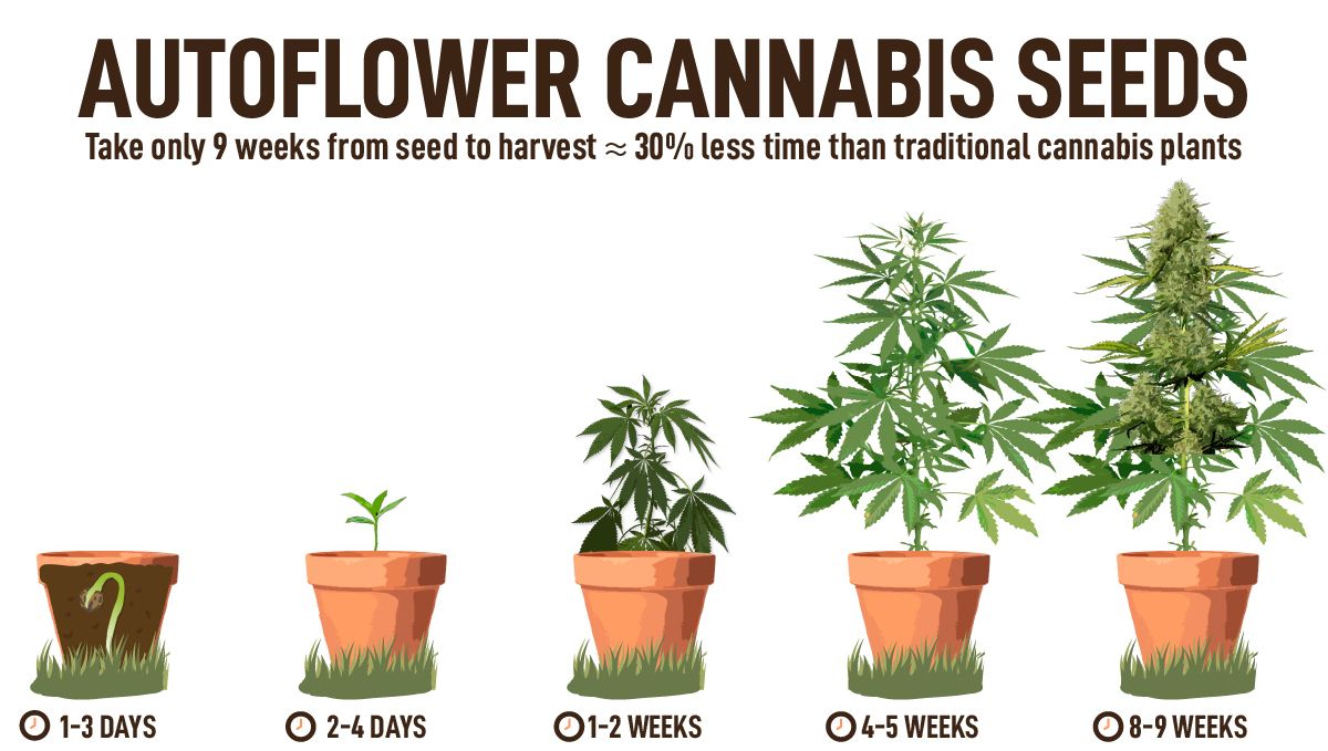 Are autoflowers worth it? grow fast