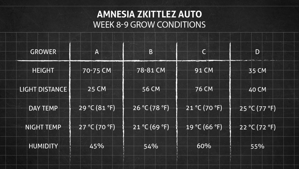 Amnesia Z Auto cannabis strain: weeks 8-9 grow conditions Amnesia Z Auto cannabis strain: weeks 8-9 grow conditions