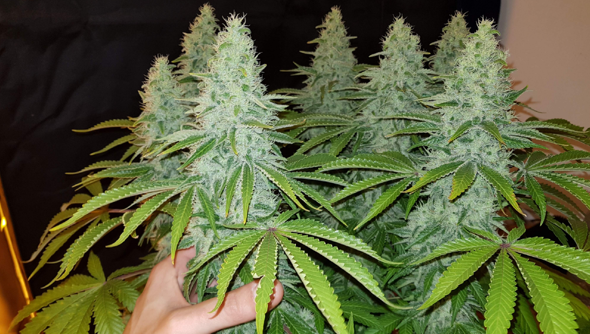 Moby dick auto week-by-week: week 8 and 9 Moby dick auto week-by-week: week 8 and 9