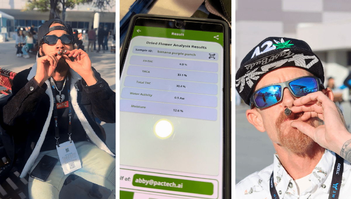 A new world champion among autoflowers, A new world champion among autoflowers,