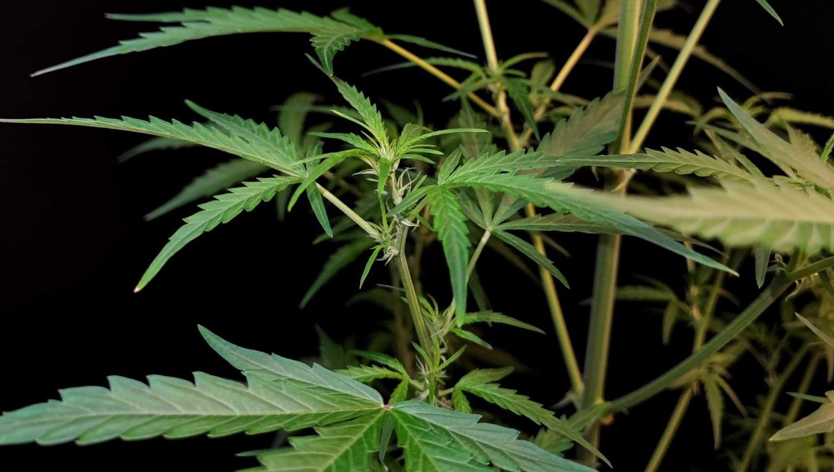 Six Shooter Auto cannabis strain: transition (pre-flower) | week 5 | one of the lower tops of an autoflower as it begins to show the first pistils Six Shooter Auto cannabis strain: transition (pre-flower) | week 5 | one of the lower tops of an autoflower as it begins to show the first pistils