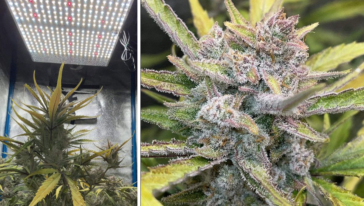 Banana Purple Punch Auto Cannabissorte: Reifung und Ernte | Wochen 10- | Eine Marihuanapflanze, die unter LED-Licht klebrig wird