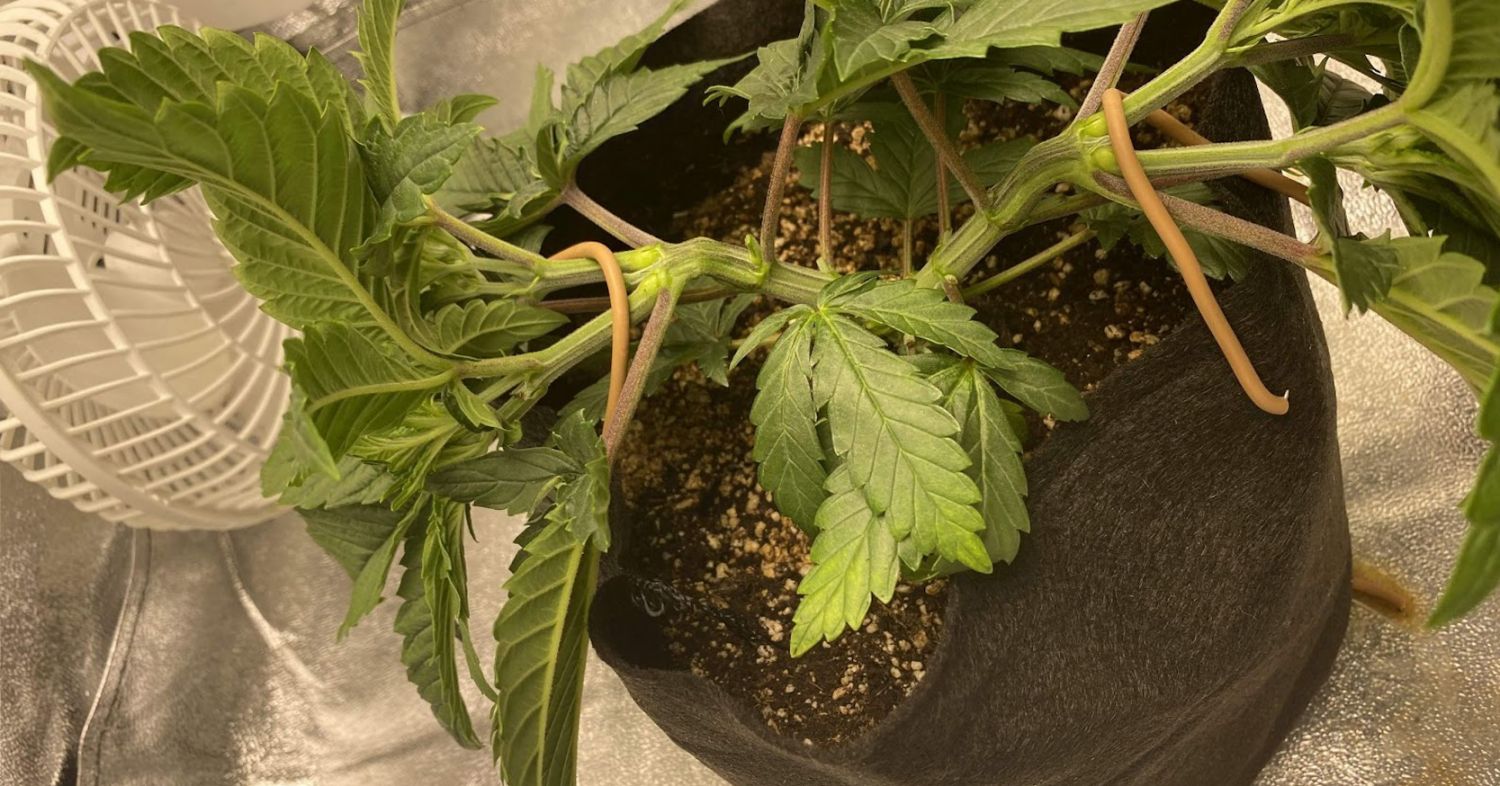 Power plant cannabis week-by-week guide: vegetative week 3