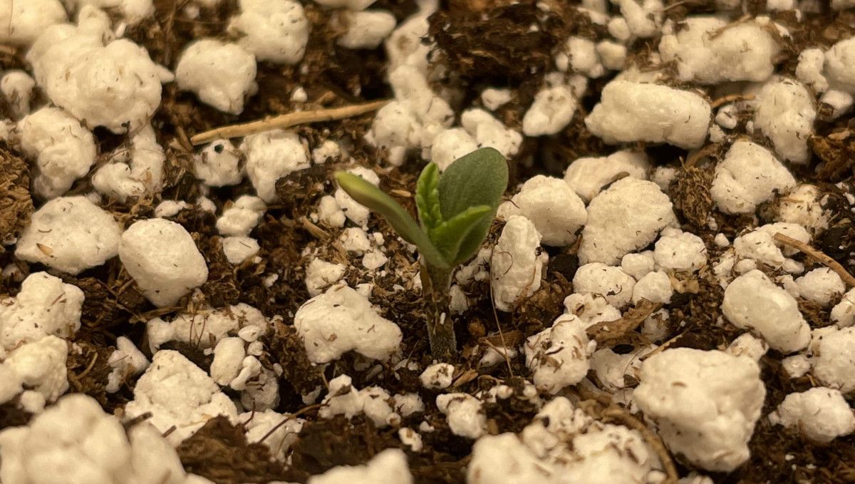 Purple Lemonade Auto Cannabis Strain Week-by-Week Guide - A 1-day-old marijuana seedling popping out of soil/perlite mix