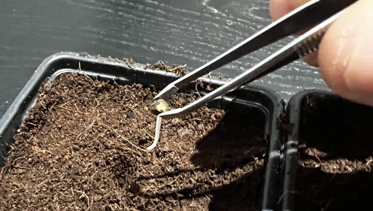 Green Crack Auto cannabis strain: germination and seedling stage | week 1 | handling the seed with tweezers