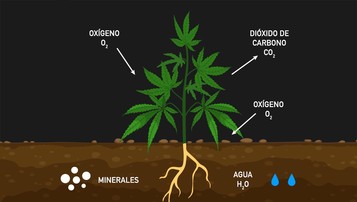 Cómo aumentar los rendimientos del cannabis con CO2: Respiración oscura Cómo aumentar los rendimientos del cannabis con CO2: Respiración oscura