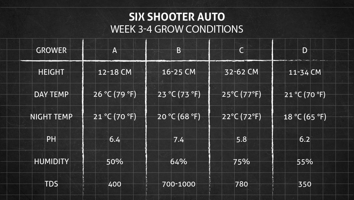 Six Shooter Auto cannabis strain: weeks 3-4 grow conditions Six Shooter Auto cannabis strain: weeks 3-4 grow conditions
