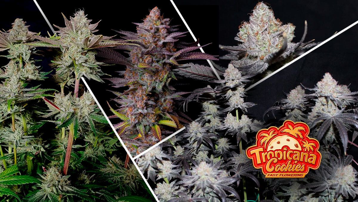 180.jpg Tropicana Cookies FF