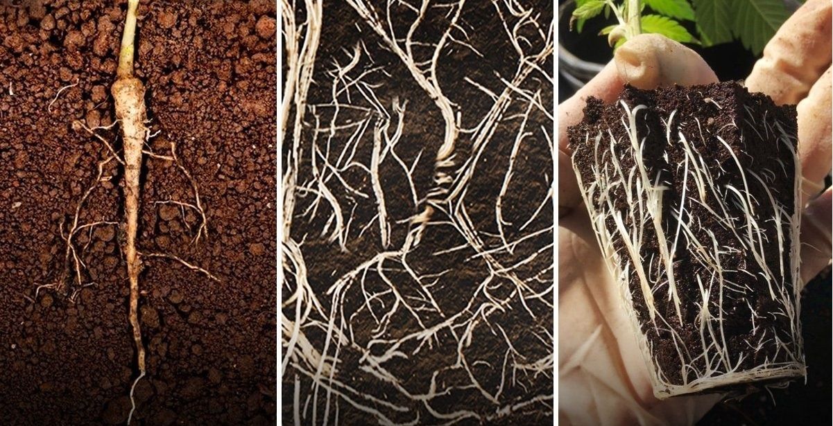 Cannabis Roots: the taproot, fibrous roots, and adventitious roots