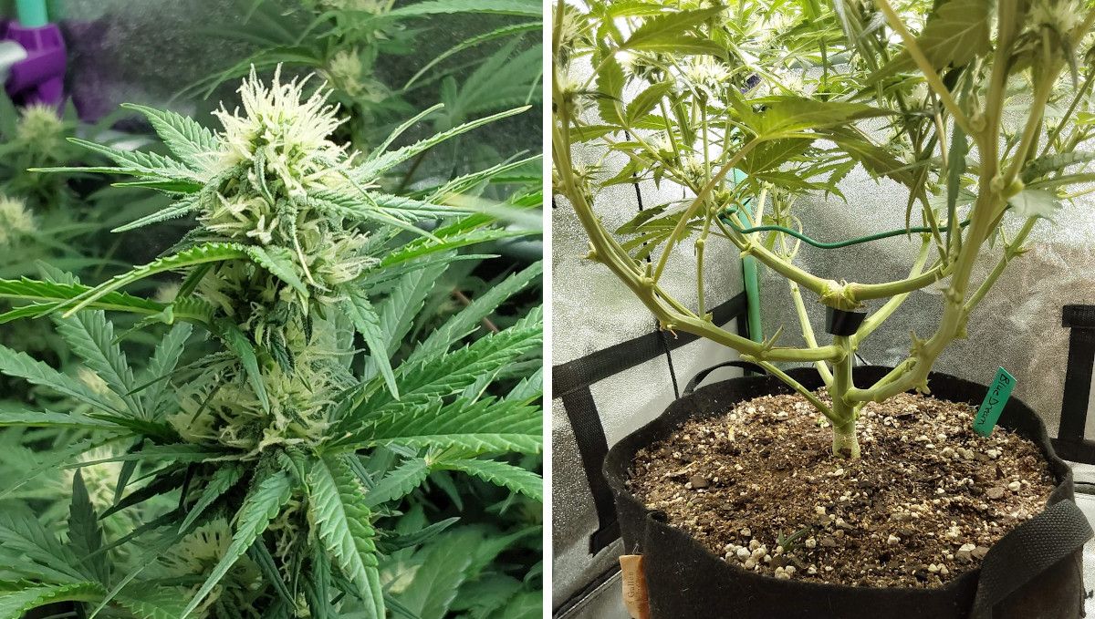 Blue Dream Auto cannabis strain: early flower | week 7 Blue Dream Auto cannabis strain: early flower | week 7