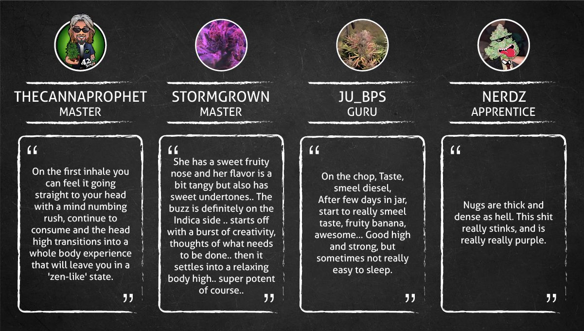 Banana Purple Punch Auto Cannabissorte: Rauchbericht