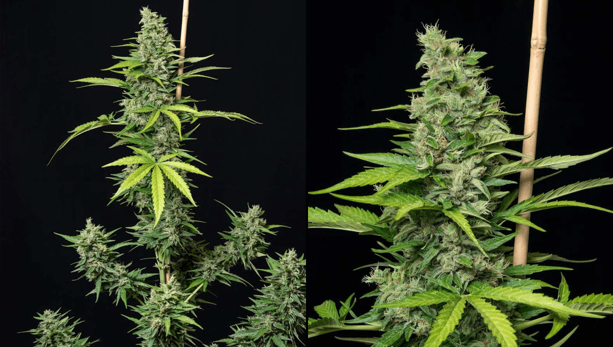 Top 5 ertragreichste Autoflower-Sorten: Orange Sherbet Auto Top 5 ertragreichste Autoflower-Sorten: Orange Sherbet Auto