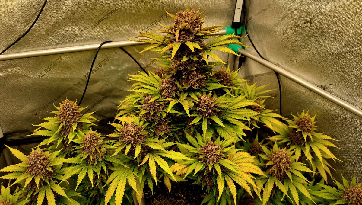 cover_128.jpg full bush
