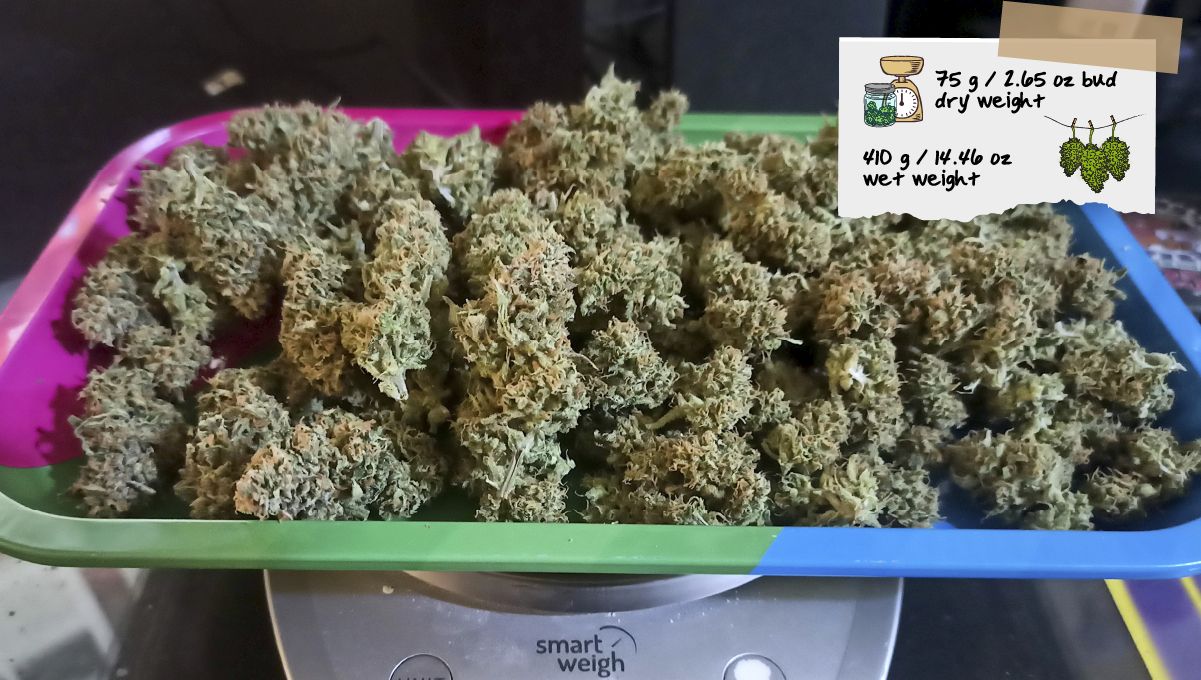 Forbidden Runtz Auto Cannabis Strain Week-by-Week Guide: A harvest of dry marihuana buds weighed on scales Forbidden Runtz Auto Cannabis Strain Week-by-Week Guide: A harvest of dry marihuana buds weighed on scales