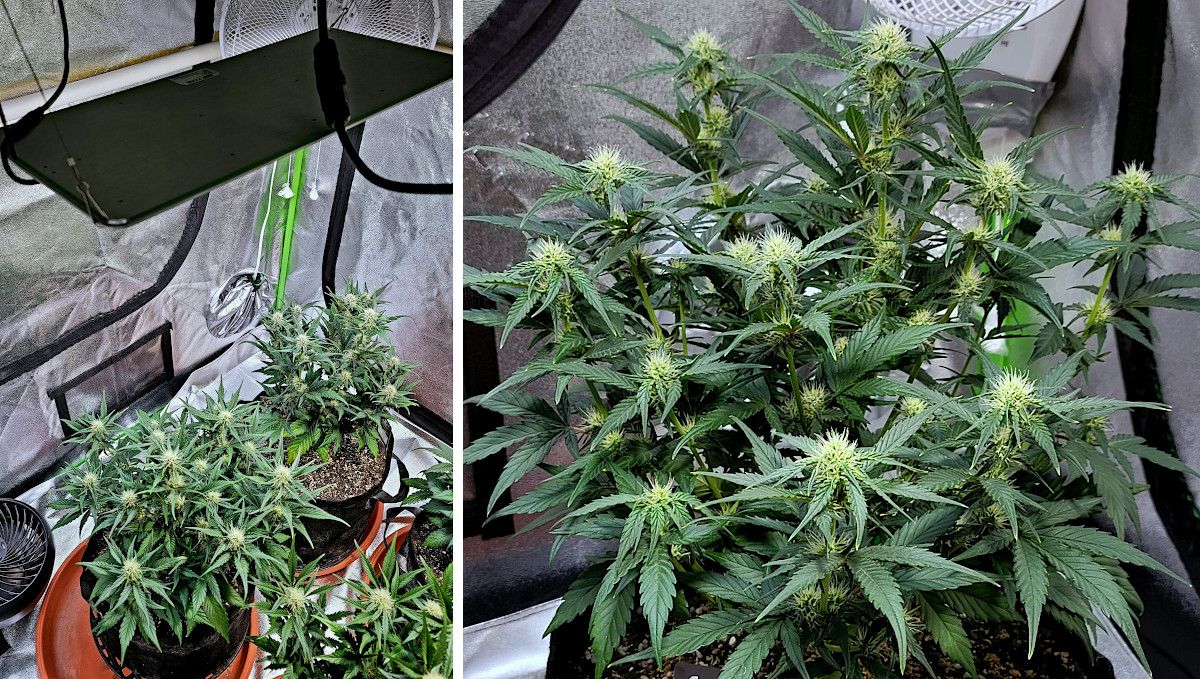 Purple Punch Auto Cannabis Strain Week-by-Week Guide: An indoor setup with several weeds plants flowering under a LED quantum board and a photo of one of these weed plants