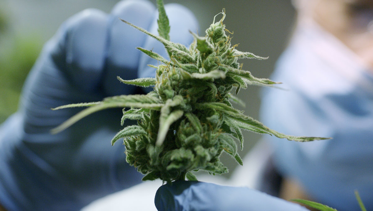 The Sativa/Indica Classification Has No Meaning, a Study Claims: A researcher inspecting a cannabis bud The Sativa/Indica Classification Has No Meaning, a Study Claims: A researcher inspecting a cannabis bud