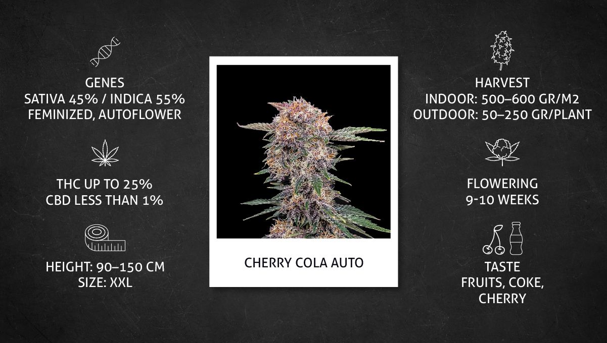 Cherry Cola Auto cannabis strain: datasheet