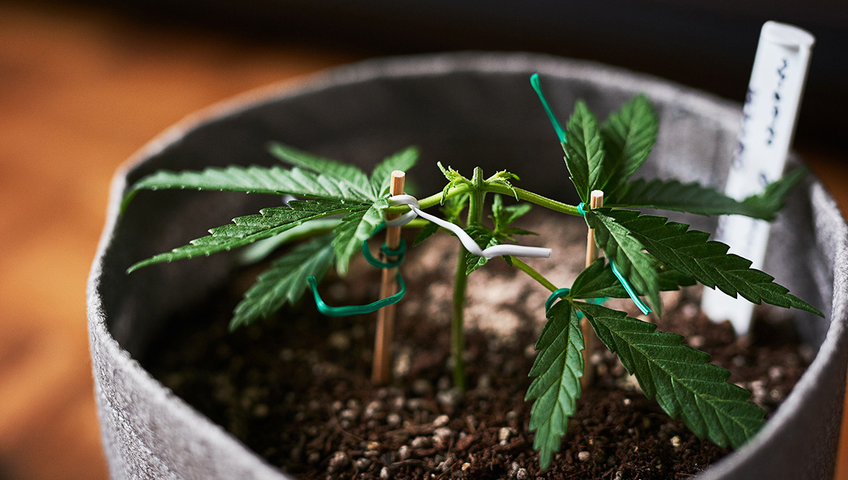 The Botany of Legalization: Thailand Will Now Allow Cannabis Flowers and Seeds: A young marijuana plant topped above the third node and grown indoors in a textile grow bag