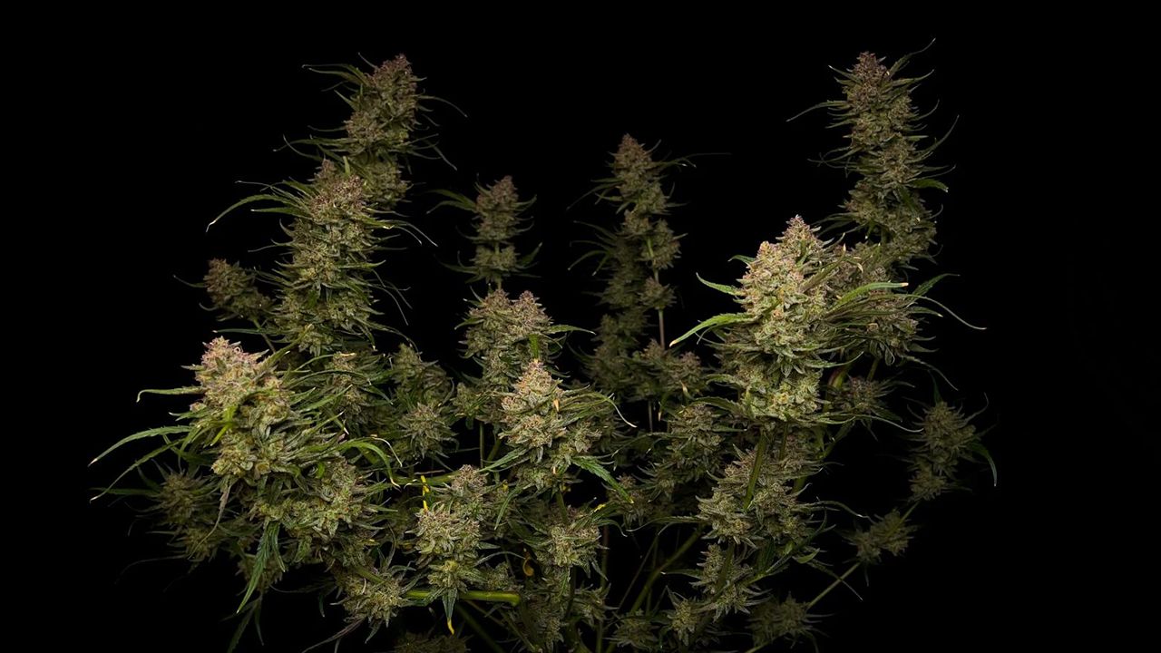 Die 5 schnellsten Autos: Guava Auto Die 5 schnellsten Autos: Guava Auto