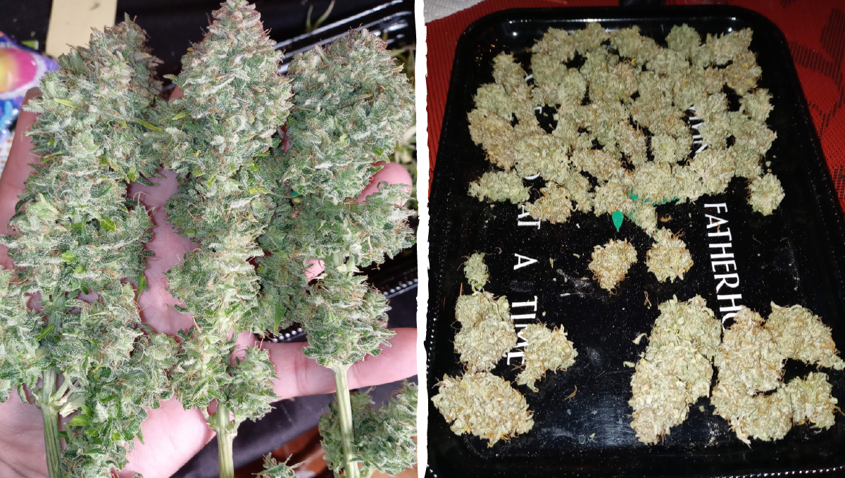 Cinderella auto week-by-week guide: type of effect Cinderella auto week-by-week guide: type of effect