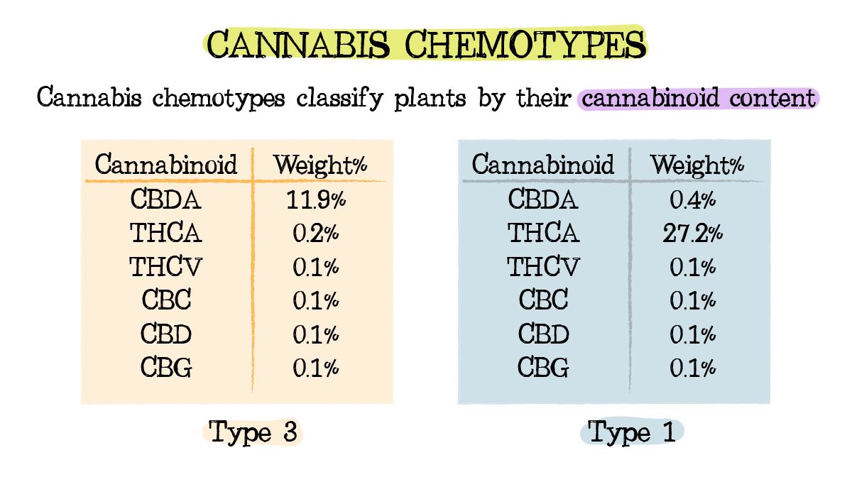 Cannabis chemtypes and chemovars: what are chemotypes? Cannabis chemtypes and chemovars: what are chemotypes?