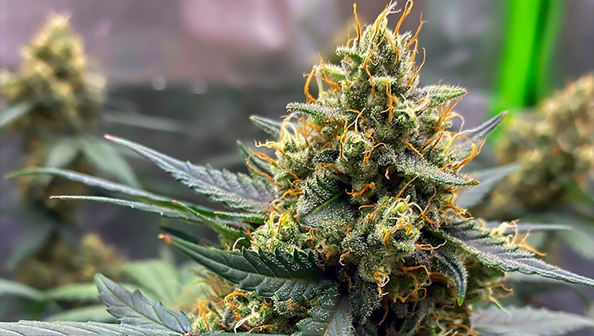 10 Best Strains for Female Arousal in 2022: Amnesia Haze