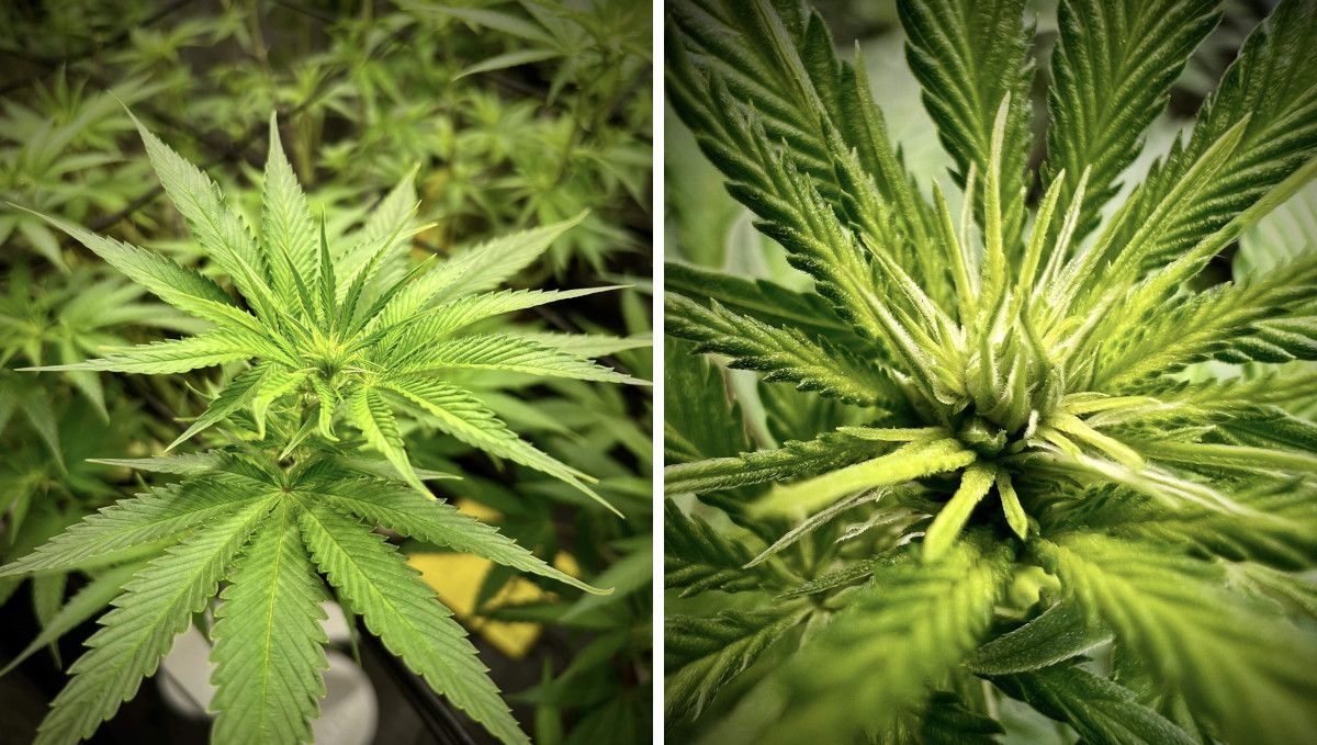 Purple Lemonade FF cannabis strain: transition (pre-flower) | week 7 | the top of a plant with the first signs of budding Purple Lemonade FF cannabis strain: transition (pre-flower) | week 7 | the top of a plant with the first signs of budding