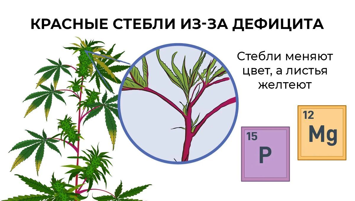 sm_272fd29a32698d50450ac695520668e9.jpg Red stems on cannabis plants: nutrient deficiencies