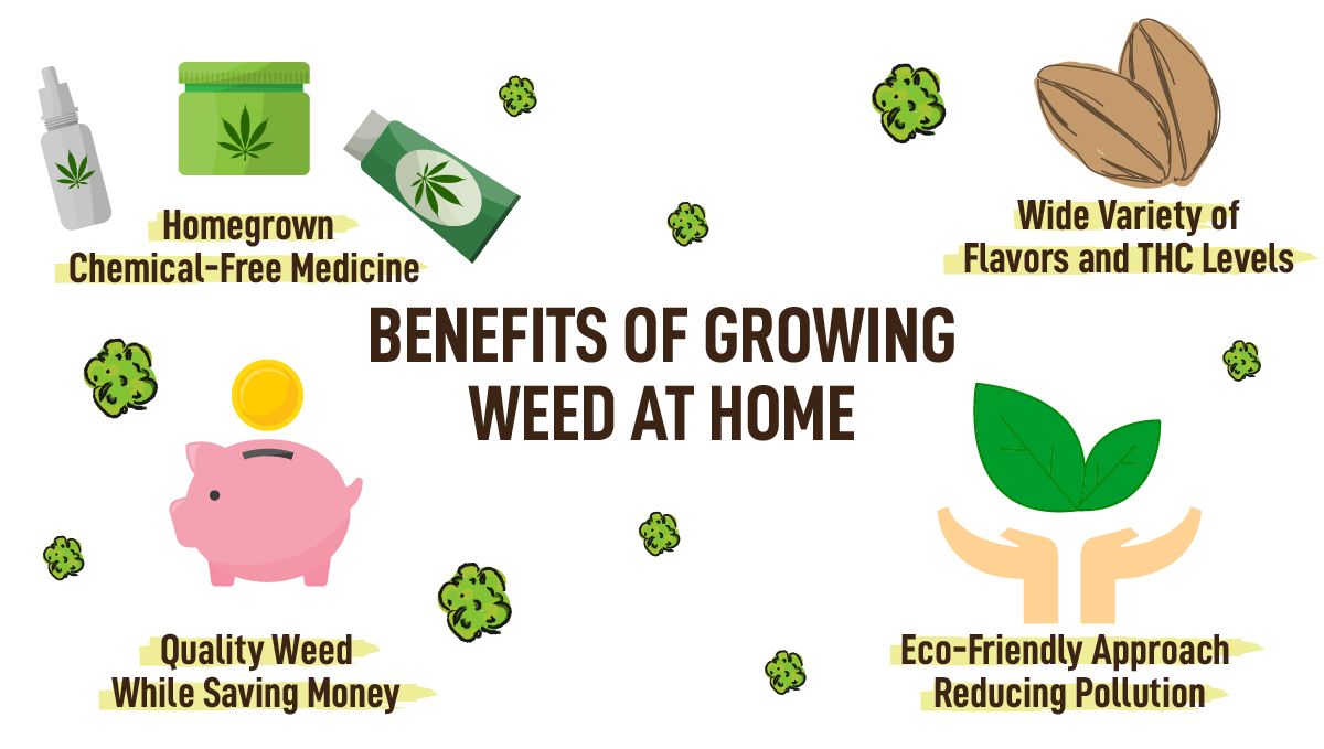 The Benefits of Growing Your Own Weed at Home: Benefits are endless