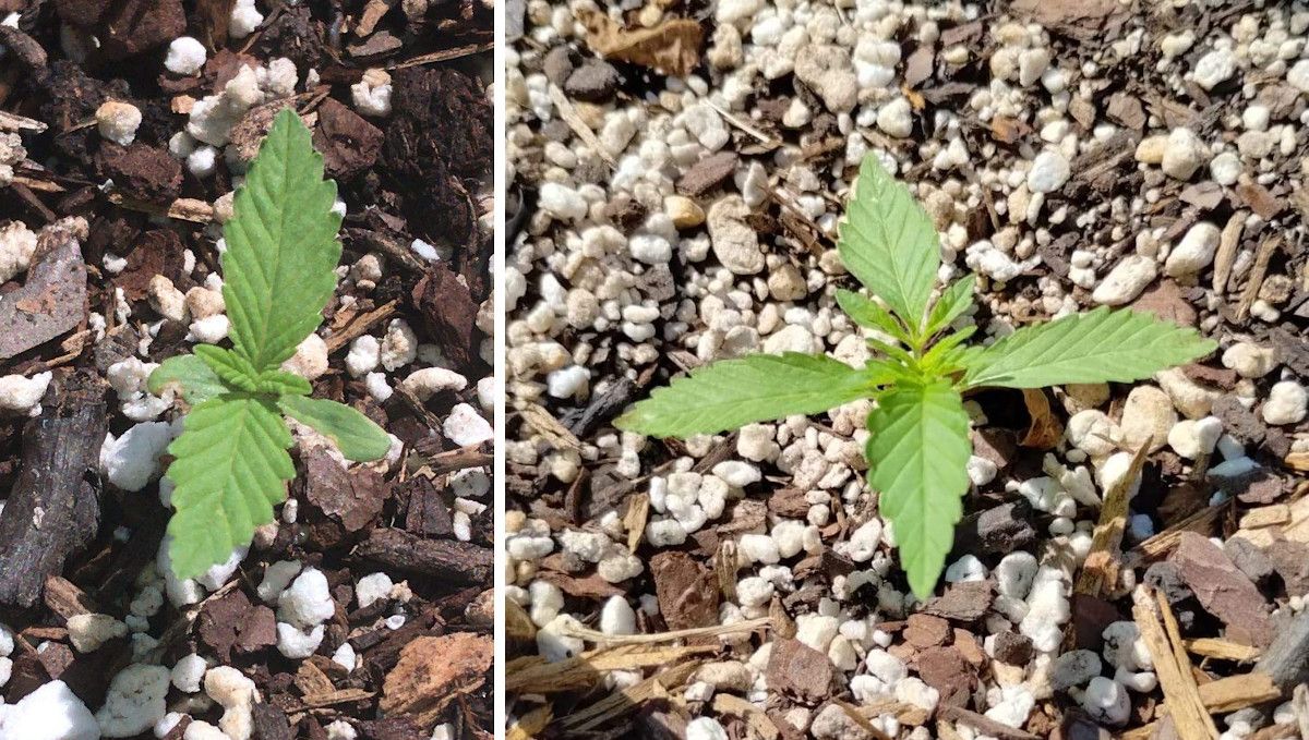 GG4 Sherbet FF cannabis strain: early veg | week 2 | seedling's progress through the start of the second week GG4 Sherbet FF cannabis strain: early veg | week 2 | seedling's progress through the start of the second week