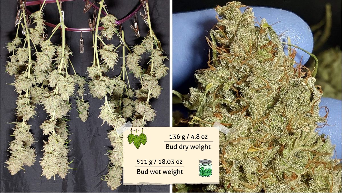 Mimosa Cake Auto cannabis strain outcome: trimmed marijuana branches hanging upside down and a grower's hand holding a nugget