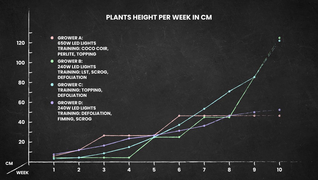 Tropicana Cookies FF cannabis strain: height chart for the whole life cycle Tropicana Cookies FF cannabis strain: height chart for the whole life cycle