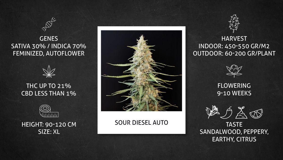 Sour Diesel Auto Cannabis Strain specs sheet Sour Diesel Auto Cannabis Strain specs sheet