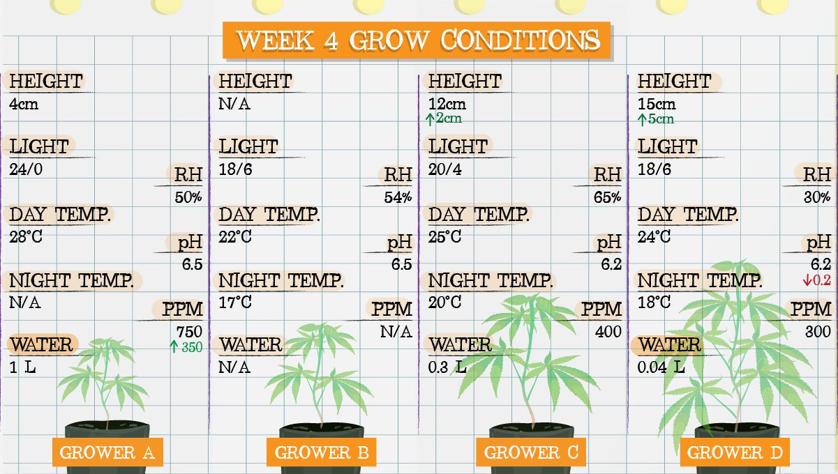 Forbidden Runtz Auto Cannabis Strain Week-by-Week Guide: Week 4 grow conditions Forbidden Runtz Auto Cannabis Strain Week-by-Week Guide: Week 4 grow conditions