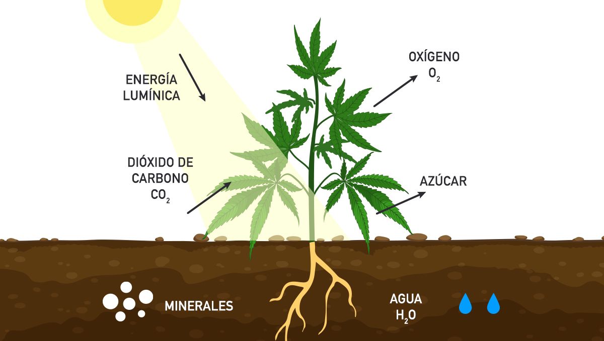 Cómo aumentar los rendimientos del cannabis con CO2: Fotorespiración Cómo aumentar los rendimientos del cannabis con CO2: Fotorespiración