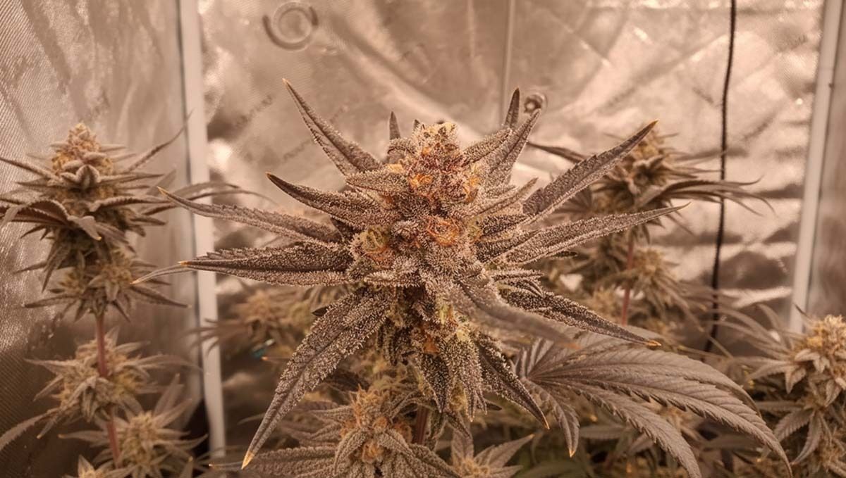 cov30.jpg Purple Punch