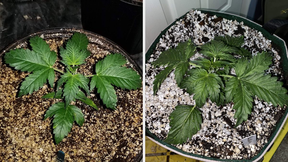 Russian Auto Cannabis Strain Week-by-Week Guide: A comparison of two three-week-old autoflowers with dark-green and somewhat droopy leaves Russian Auto Cannabis Strain Week-by-Week Guide: A comparison of two three-week-old autoflowers with dark-green and somewhat droopy leaves