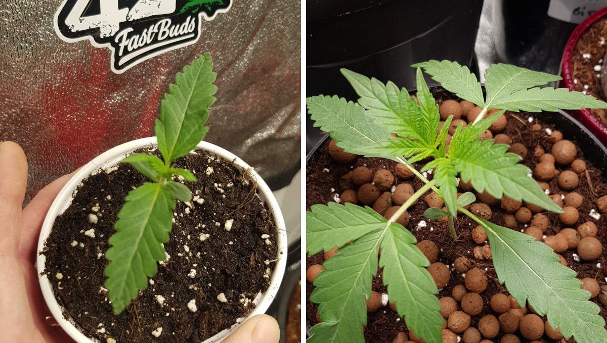 Orange Sherbet FF cannabis strain: early veg | week 2 | before and after a transplant into a solo cup