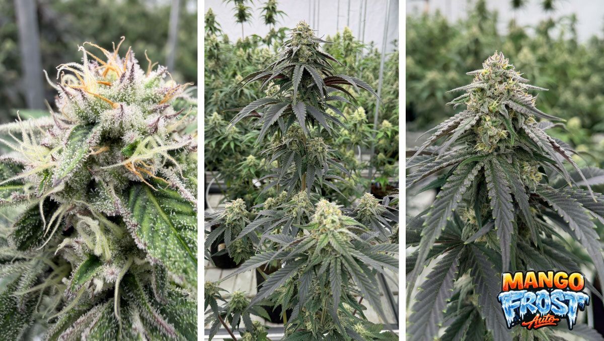 Mango Frost