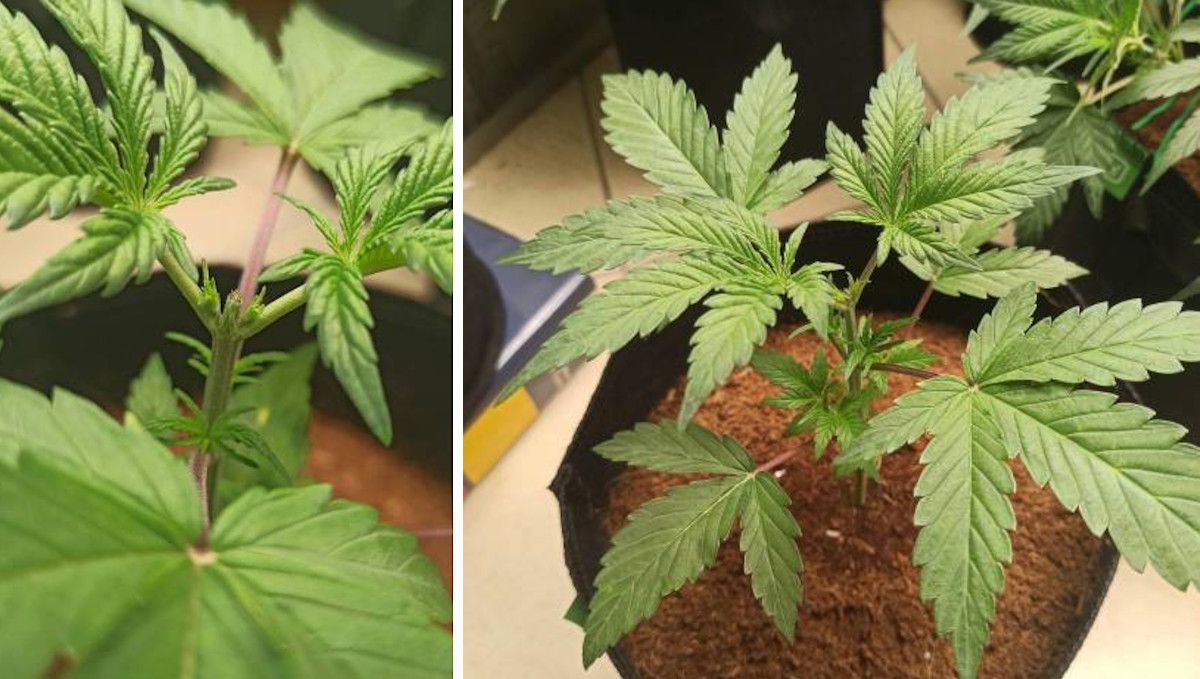Big Bud Auto Cannabis Strain Week-by-Week Guide: A 3-week old ganja plant topped and growing new side branches at the nodes