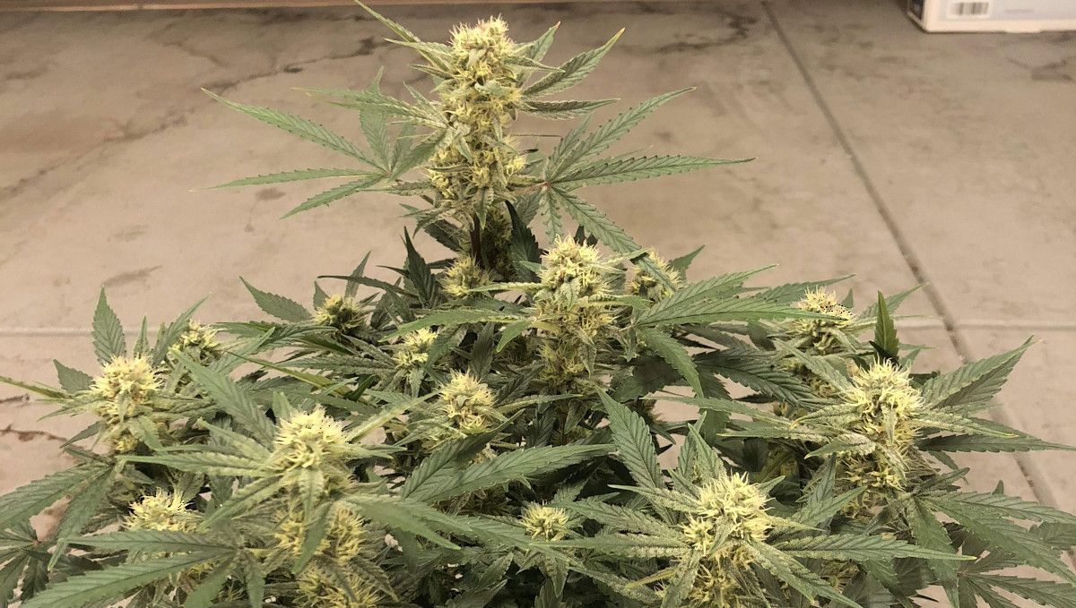 Girl Scout Cookies Auto Cannabis Strain Week-by-Week Guide: An indoor ganja plant in mid-flower with one resinous cola slightly taller than the rest